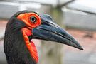 Southern Ground Hornbill by Babs Sch