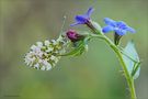 Anthocaris-cardamines-(male) by Sergio Storai