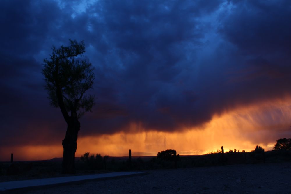 Baum bei Sonnenuntergang von Wendy Bodenmann 