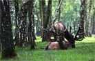 " Les Seigneurs de la forêt , en velours " de Jean COLLETTE 