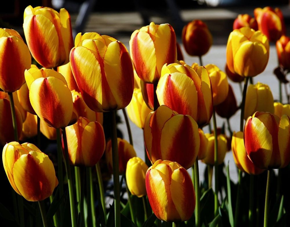 Frühlingsboten von Jacqueline Rahner