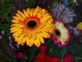 flammende Gerbera by FMW51