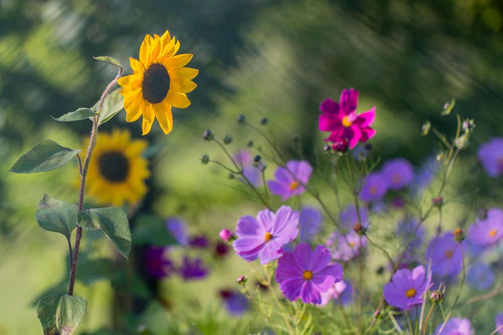 La danse des fleurs de Joëlle Millet 