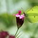 ein langlebiger Schmetterling