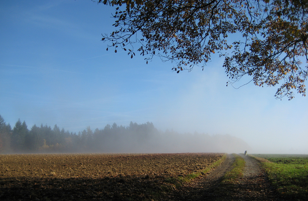 dog in the fog von Brita H.