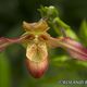 Paphiopedilum