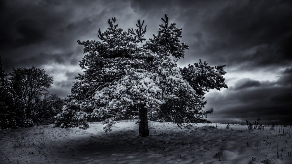 Winterspaziergang von Rainer Mayer 