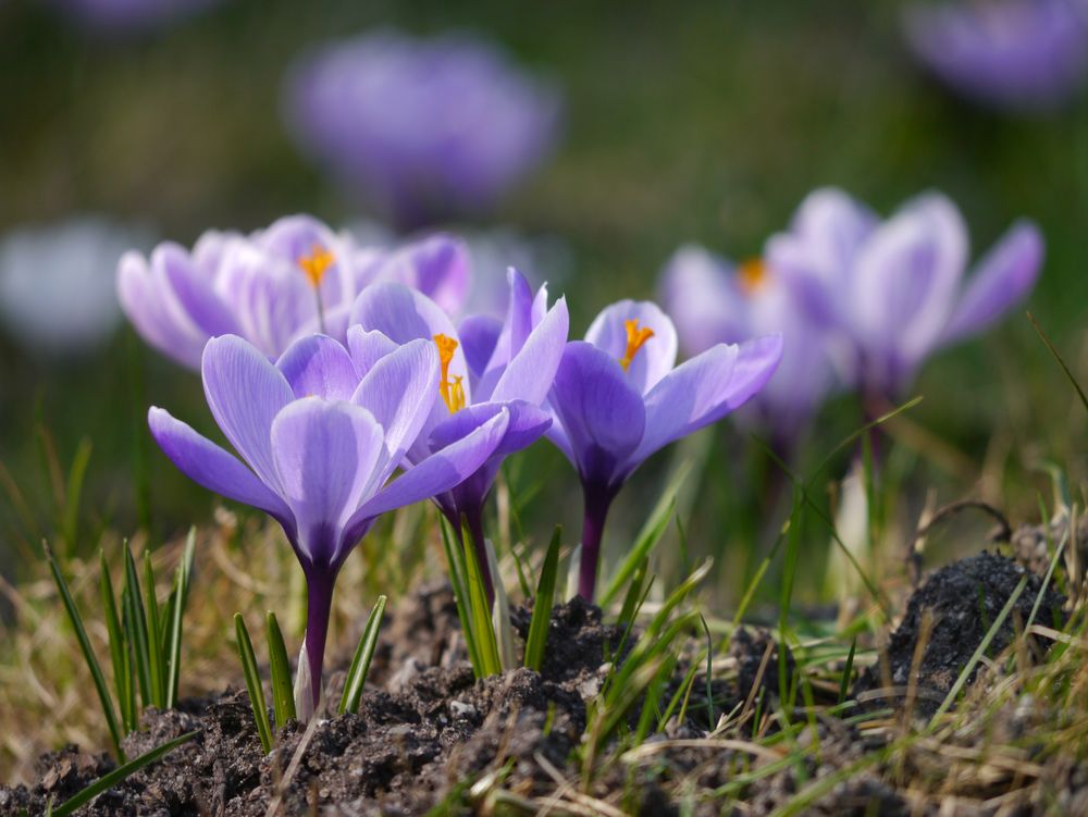 Frühling von Dagmar Richardt