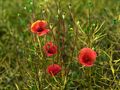 Klatschmohn von Angelika Schweitzer