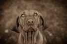 Vizsla in Sepia von Joey Jolly Johnson 