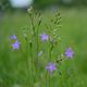 Wiesenblume