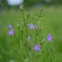 Wiesenblume by jopixl