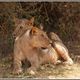 " Lwen (Kater) im Samburu Nationalpark "