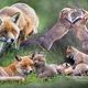 Fuchsfamilie