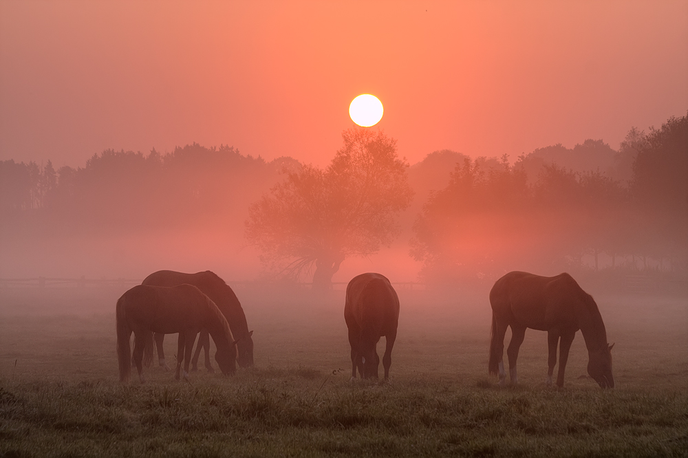 am morgen von Niels Hoffmann 