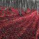 Alfombra roja.