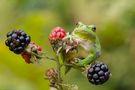 Laubfrosch** by Claus Fisser 