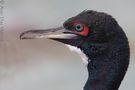 Phalacrocorax bougainvilli de Aldo Díaz Matute