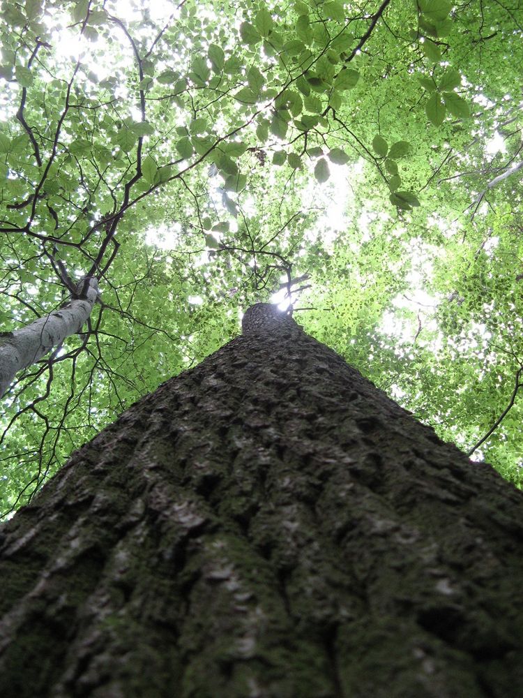 Holz ohne Ende von Naunau