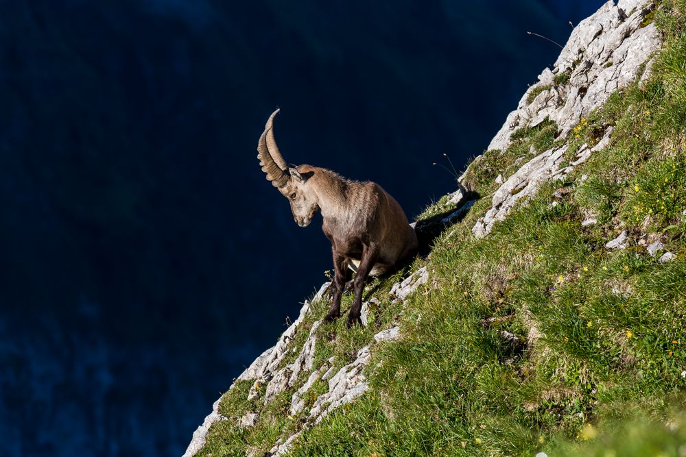 Steinbock von Corinne Kunz