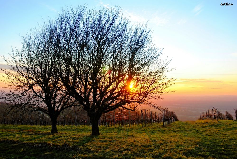 in den Weinbergen -  sunset von artline