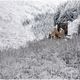 Burg im Schnee