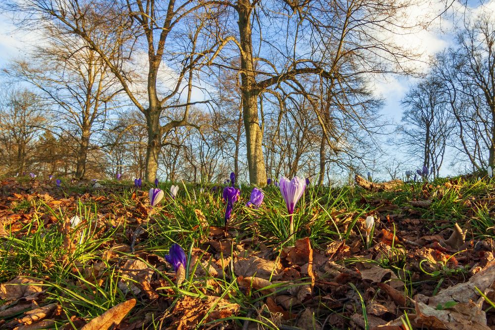 Frühlingsboten von Alfredos click