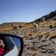 Los guanacos en la ruta del Peon 