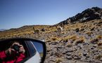 Los guanacos en la ruta del Peñon  de Coquitte