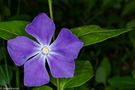 Kleines Immergrün ( Vinca minor)  von Jürgen Reichel