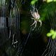 Spinne im Netz