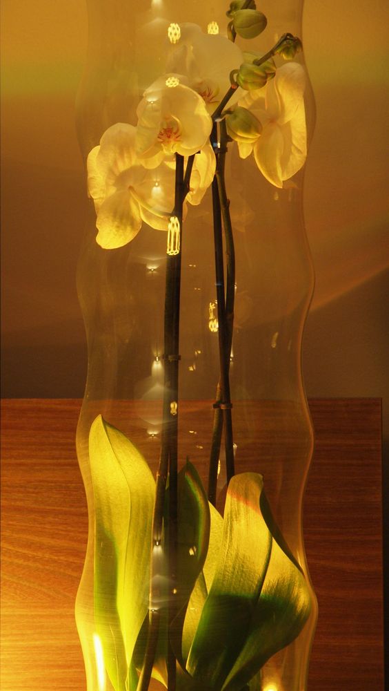 Orchidée de jclb 