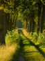 Countryside Tree-Avenue/ Ländliche Baum-Allee von oceansdlightart