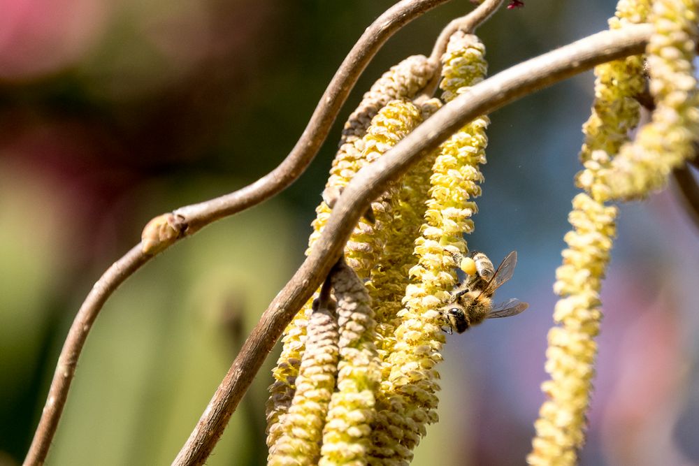 Biene auf Haselnussblüte von slim-fisio