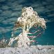 Schneebaum am Schauinsland