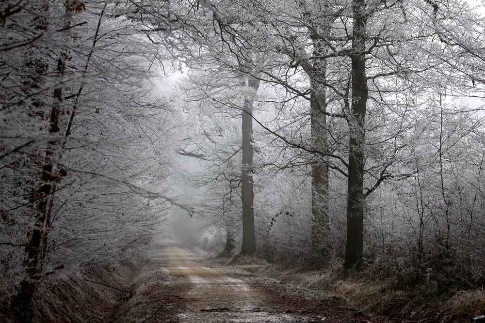 Givre en forêt. de Jean COLLETTE