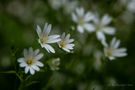 Anemone von einfach Rüdi