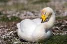  Cygne de Bewick    (   Repos  ) de Rose10