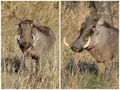 Warzenschweinis (Warthogs), Namibia von MacMirko