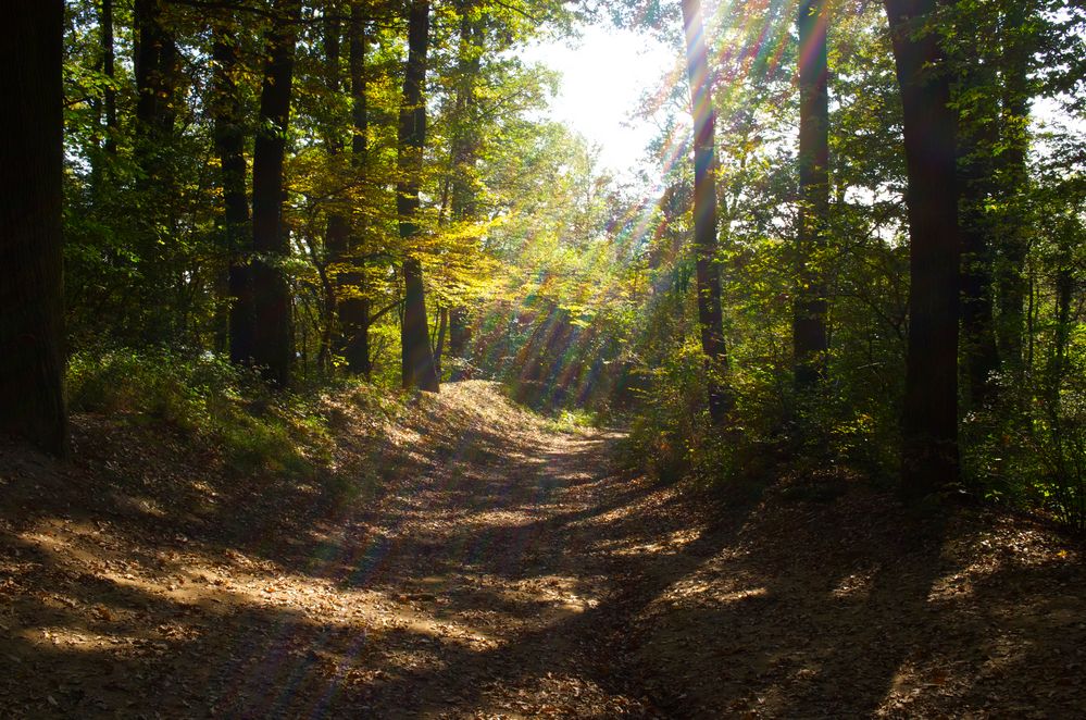 Wiener Wald von neneohcs 