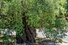 Der alte Olivenbaum von Rainer Rauer
