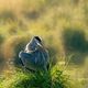 Graureiher im Schwenninger Moos