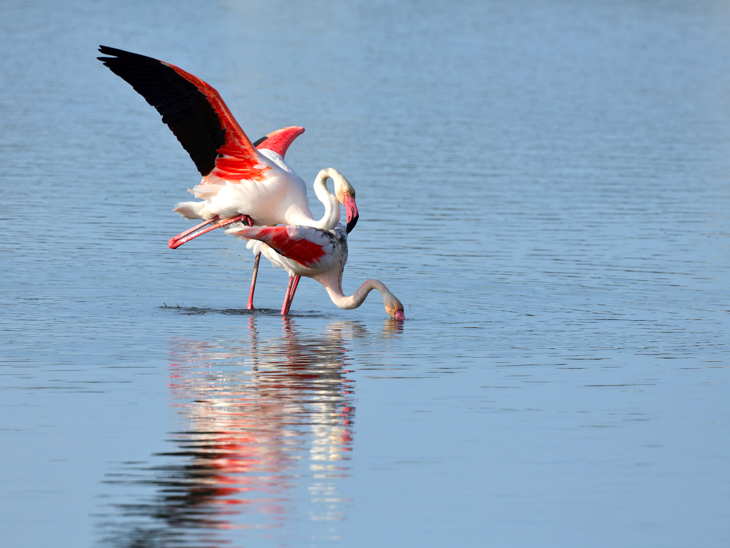 8_Flamingo Yoga, Dienstag Spiegeltag 