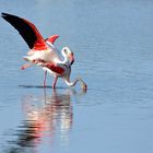 8_Flamingo Yoga, Dienstag Spiegeltag 