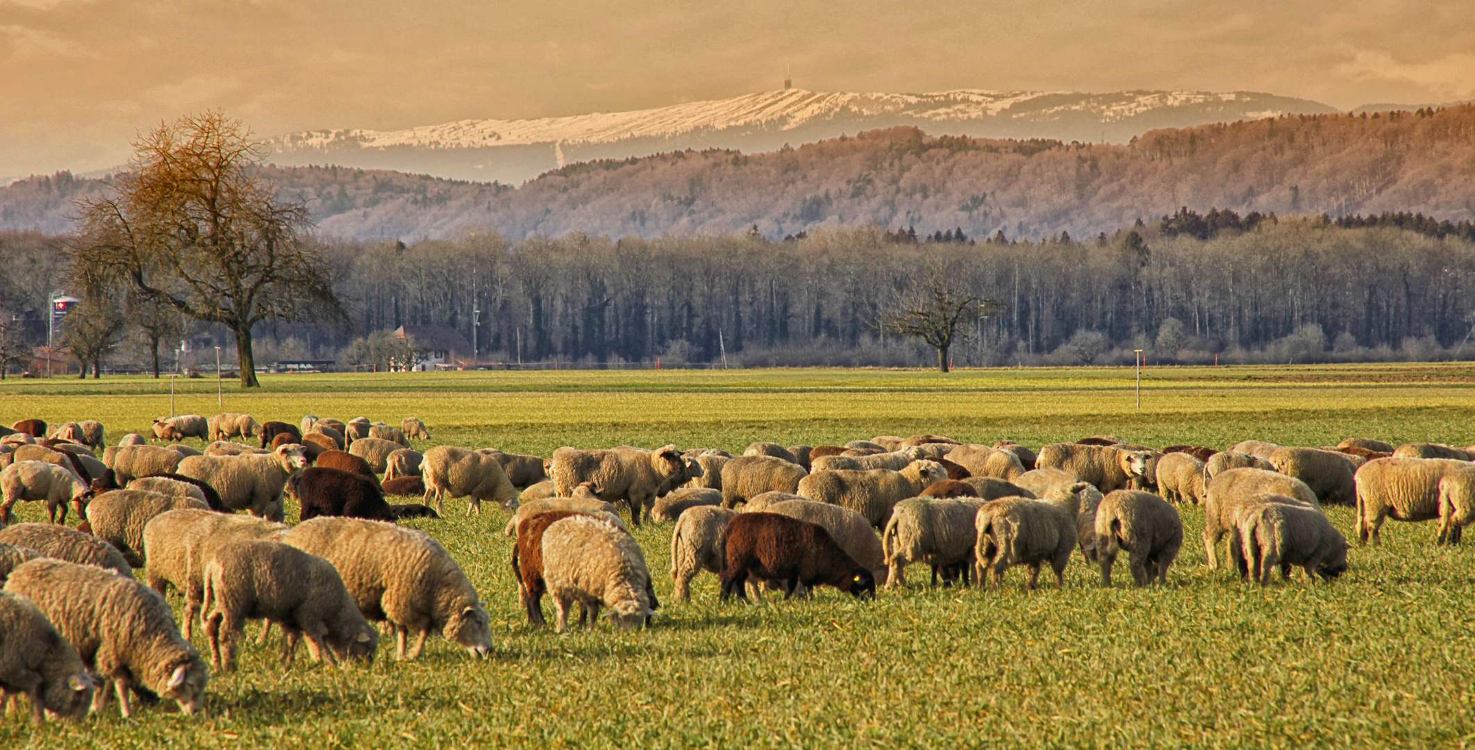 8.Januar 2014: Die weidenden Schafe erfreuen sich am frühlingshaften Wetter und dem saftigen Grün