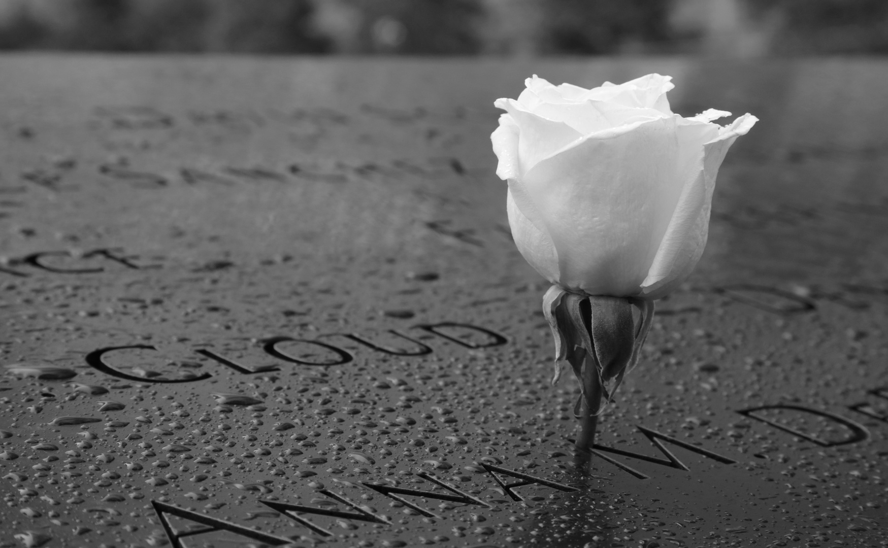 9-11-Memorial-Rose
