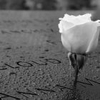 9-11-Memorial-Rose