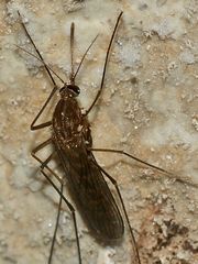 (9) Älteste Höhlenmalereien des Regenstaufiums in der Oberpfalz/Bayern entdeckt!!!