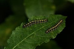 (9) Auch die Raupe des SCHÖNBÄRs (CALLIMORPHA DOMINULA) ...