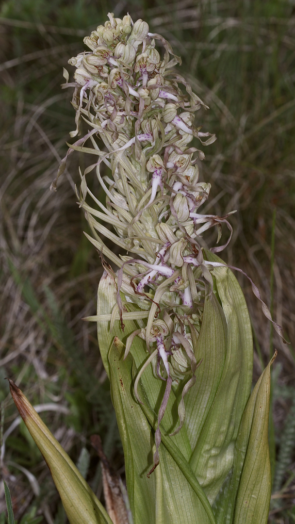 (9) Auflösung des letzten Wochenendrätsels: Die BOCKS-RIEMENZUNGE (HIMANTOGLOSSUM HIRCINUM))